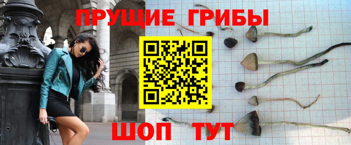 Галлюциногенные грибы Psilocybe Кировск